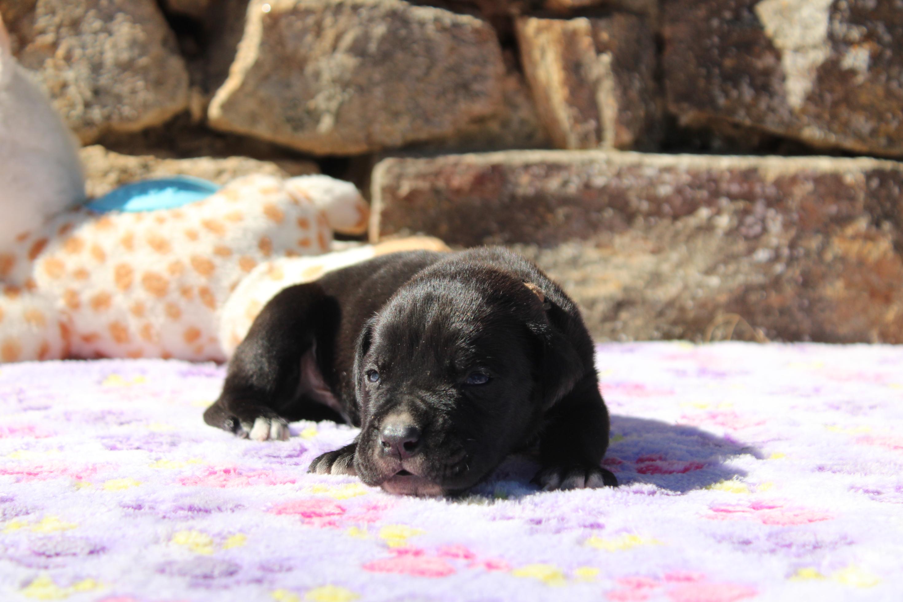 Chiot Cane Corso Mâle N°5