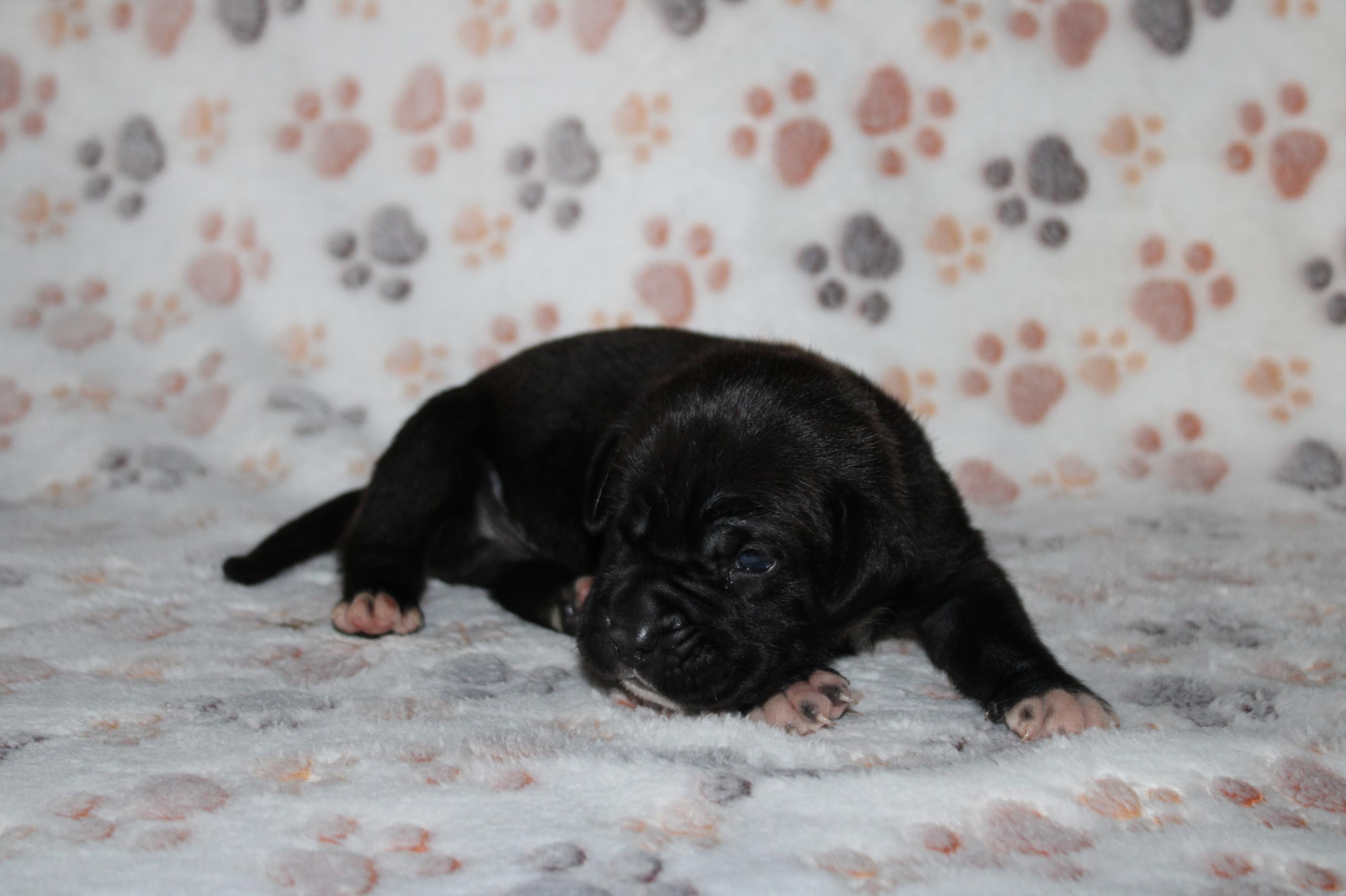 Chiot Cane Corso A’Syrah 