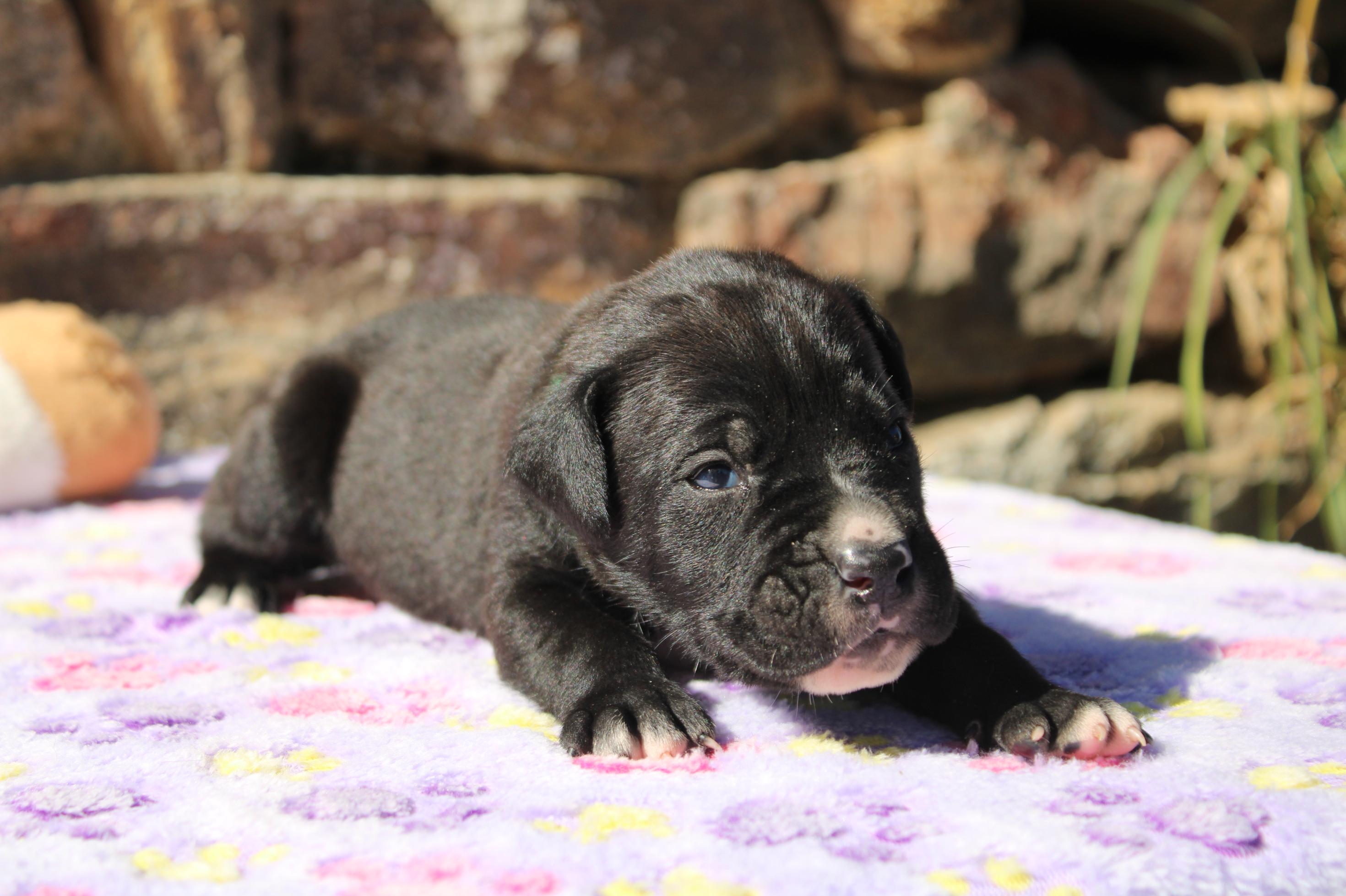 Chiot Cane Corso Mâle N°6
