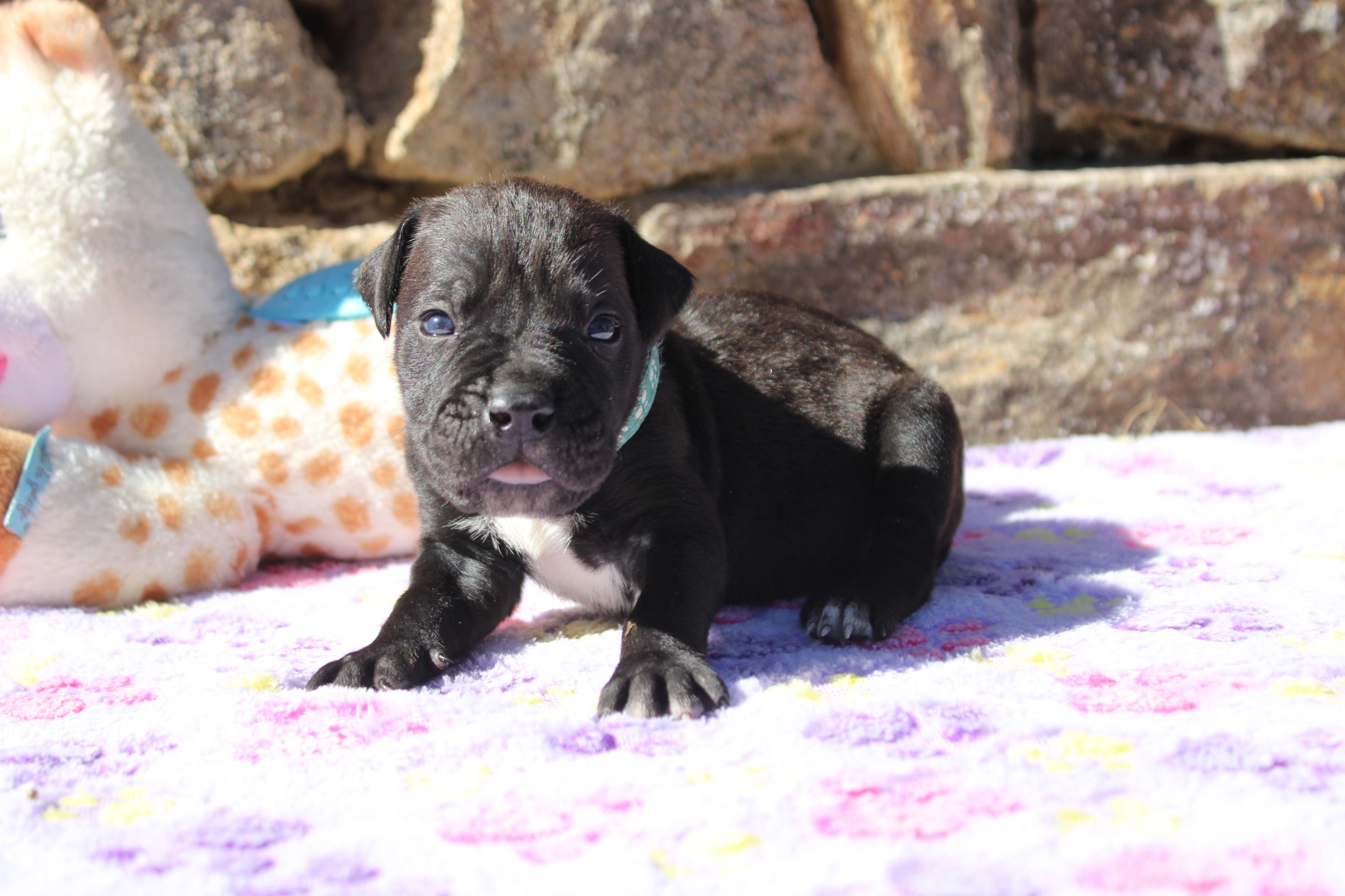 Chiot Cane Corso Mâle N°7