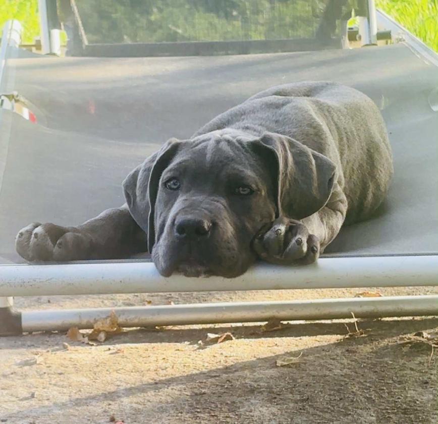 avalanche du Domaine des Terres Noires